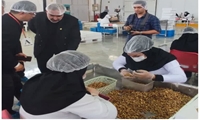 بازدید پروفسور لی  و هیئت همراه از «کارخانه فرآوری و بسته بندی انجیر»